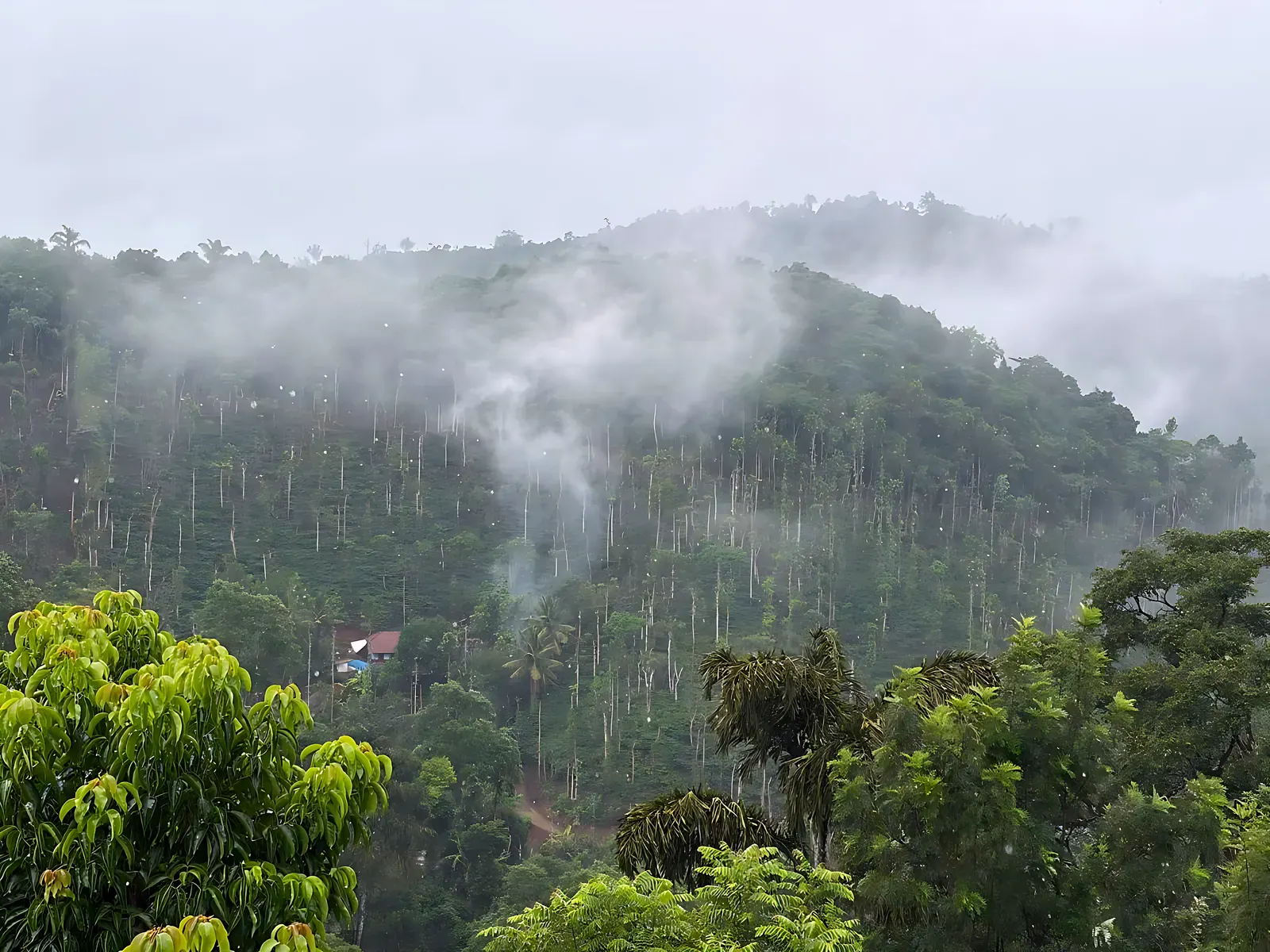 Mountain and valley view from Flute and Fern homestay in Coorg — mist over the coffee estates